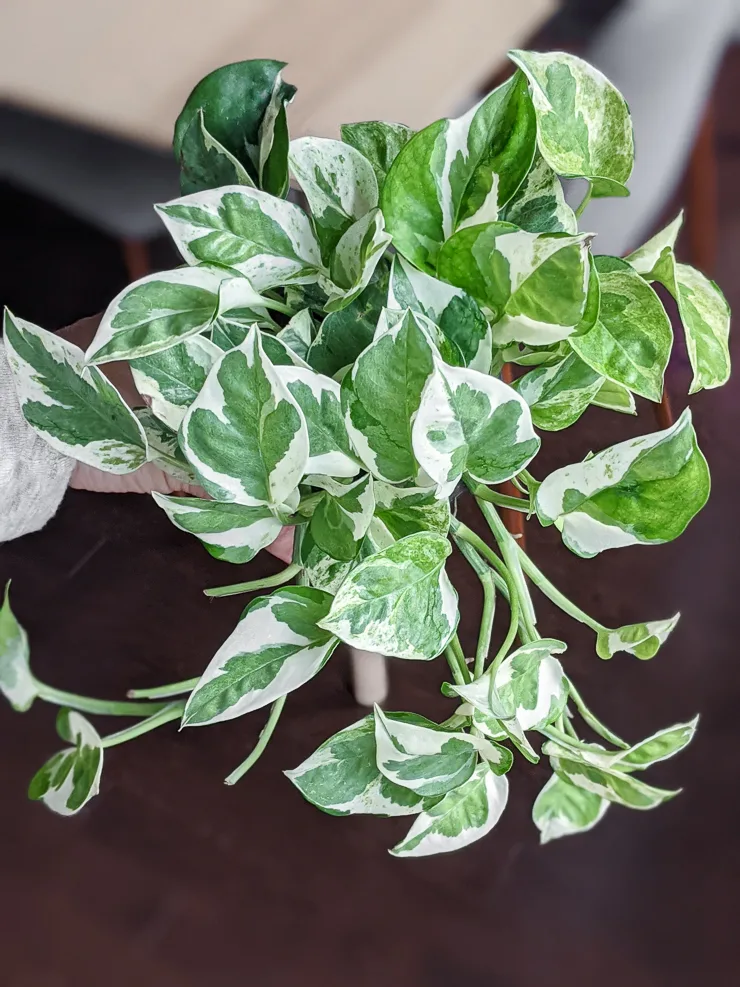 Are Pearls and Jade Pothos Rare?