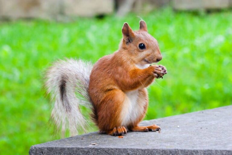 Do Squirrels Eat Acorns? (A quick answer)