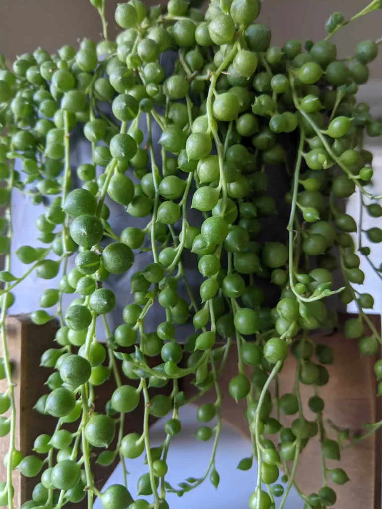 String Of Pearls Plant: 10 Reasons Why Yours Isn’t Growing