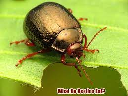 What Do Beetles Eat?
