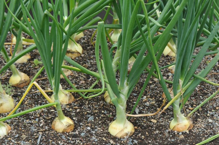 How Long Do Onions Take To Grow? (Explained)