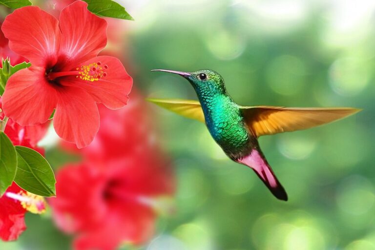 Do Hibiscus Attract Hummingbirds?