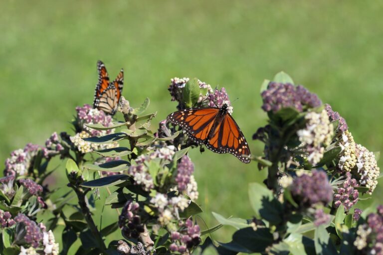 Why Are Monarch Butterflies Important Friends of the Earth