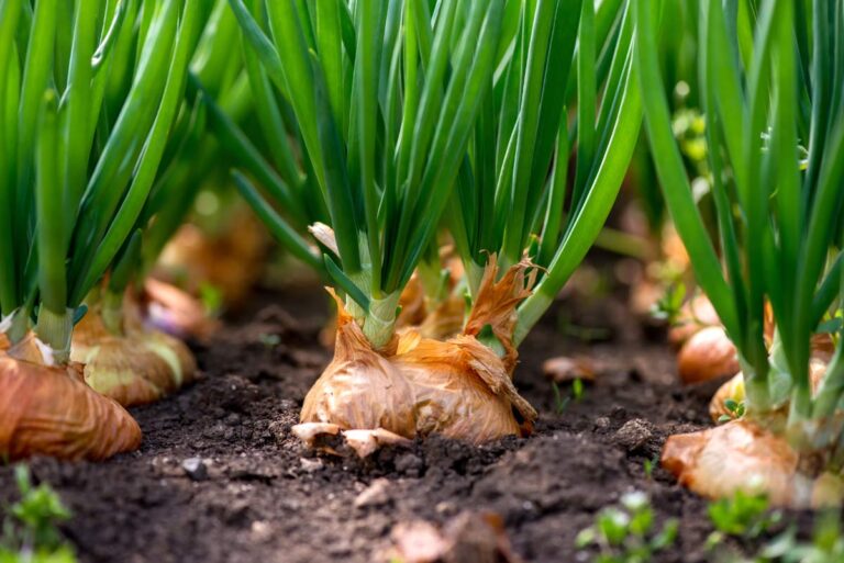 6 Onion Growing Stages (+ How to Water It)